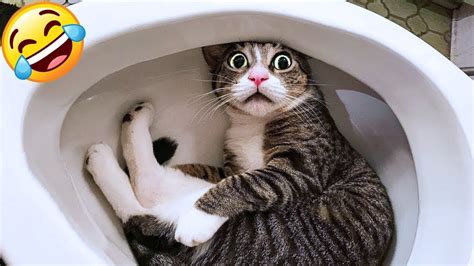 Cat Videos Porno .
